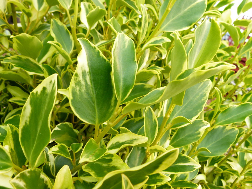 GRISELINIA littoralis Green Jewel : feuillage estival. Nº5586