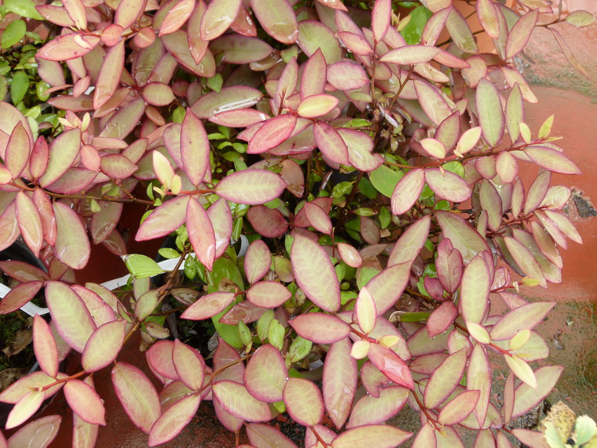 PSEUDOWINTERA colorata Red Glow