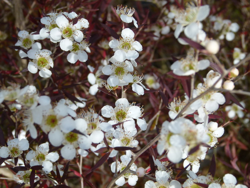LEPTOSPERMUM macrocarpum Copper Sheen