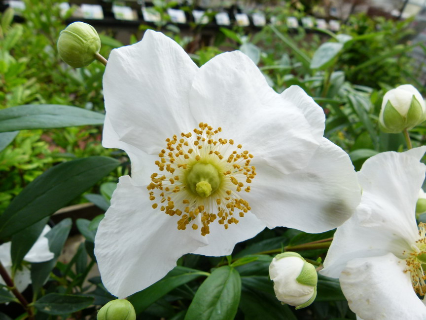 CARPENTERIA californica Bodnant