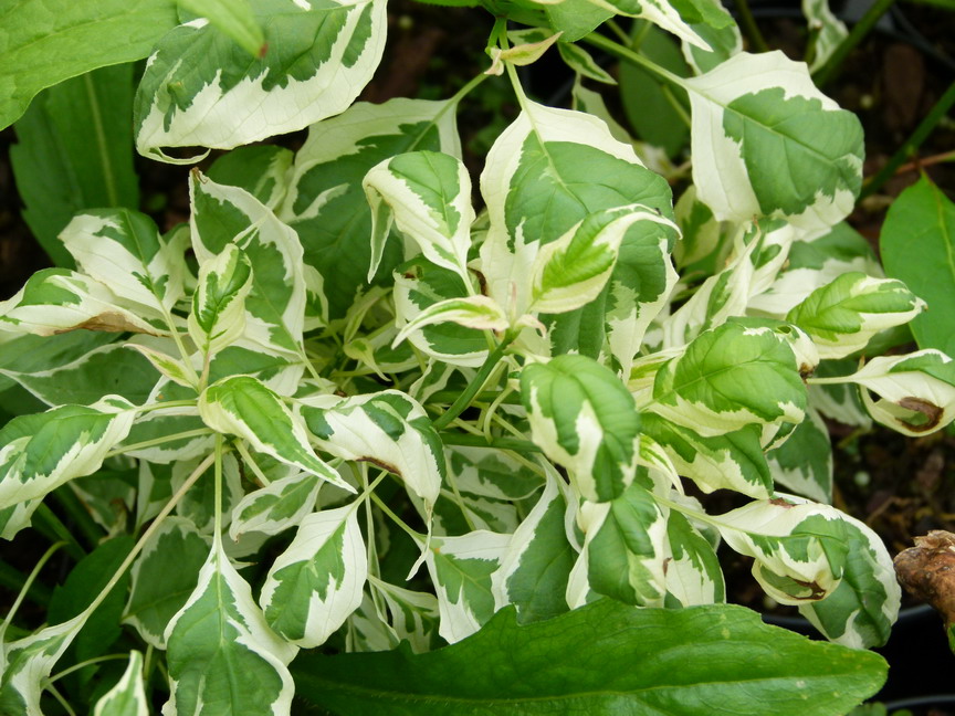 CORNUS alternifolia Argentea