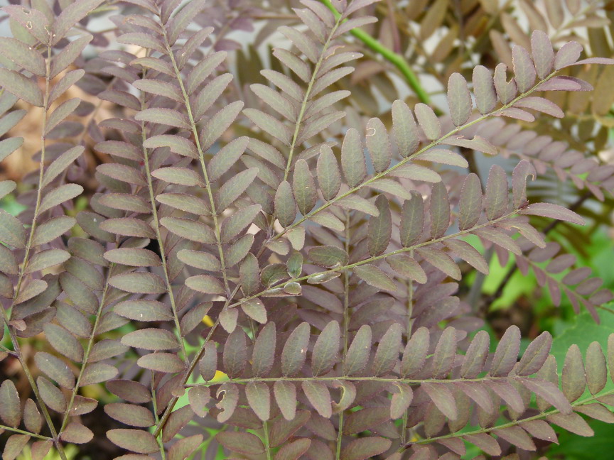 GLEDITSIA triacanthos Rubylace
