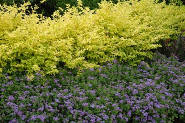 LIGUSTRUM sinense Sunshine