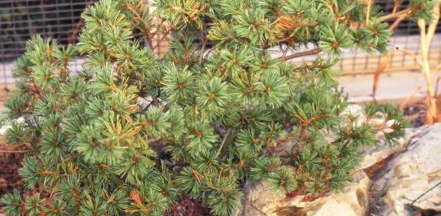 PINUS parviflora Adcock's Dwarf