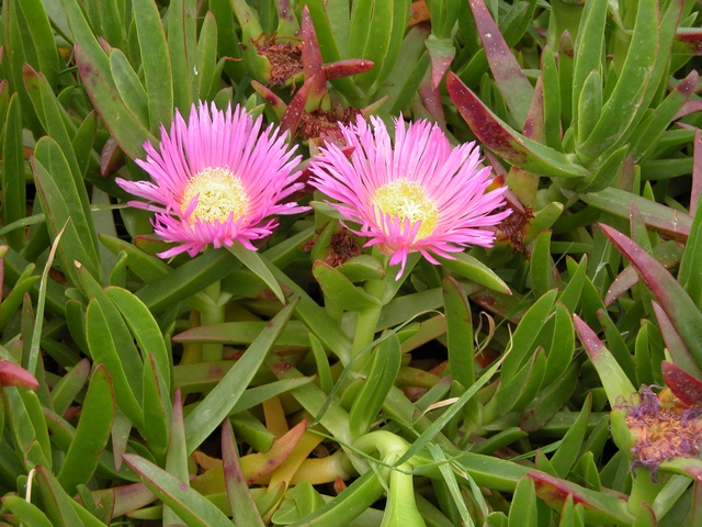 Doigts De Sorcieres Plantes