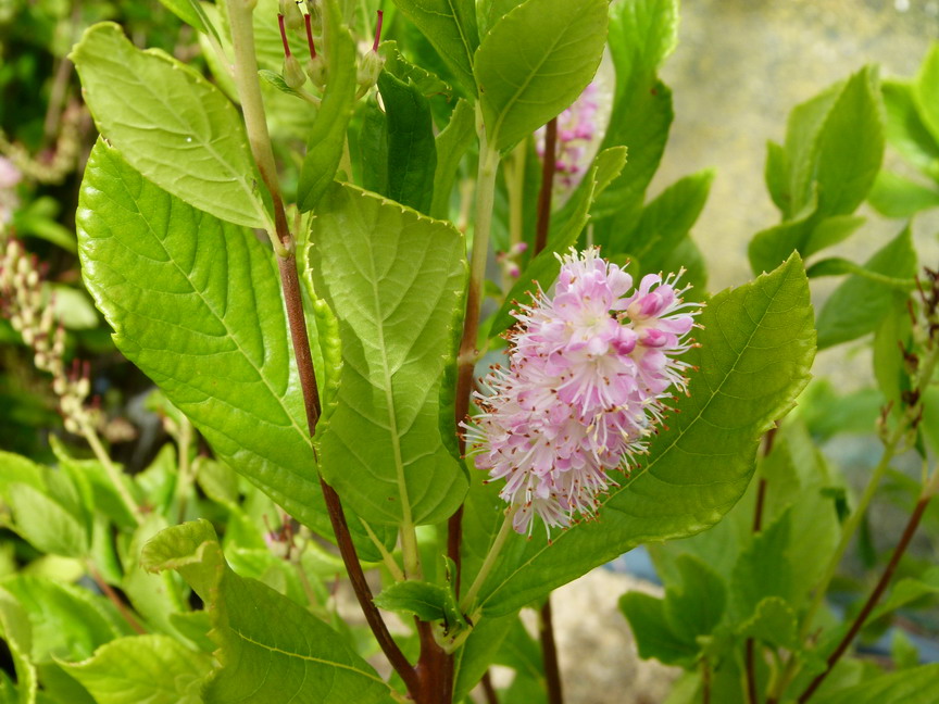 CLETHRA alnifolia Pink Spire