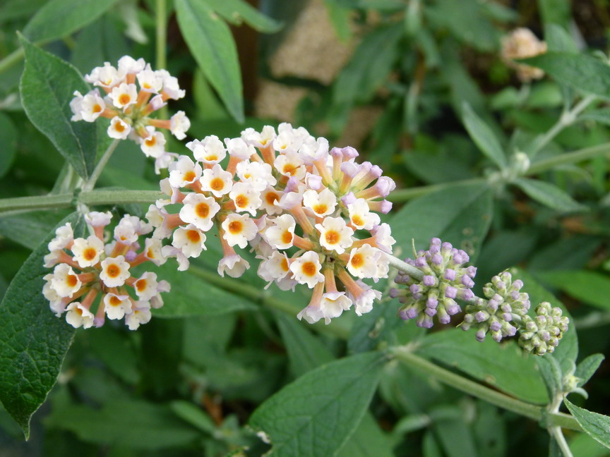 Buddleja X Weyeriana Sungold - Une Variété Lumineuse De Buddleia