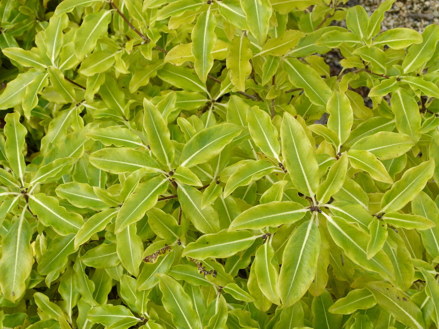 PITTOSPORUM tenuifolium Golden King