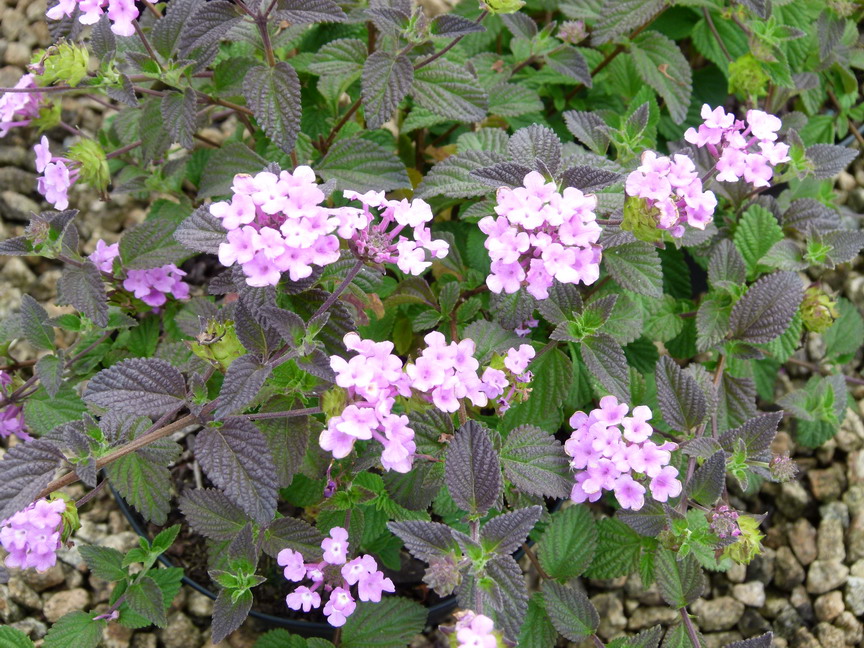 LANTANA sellowiana Violet