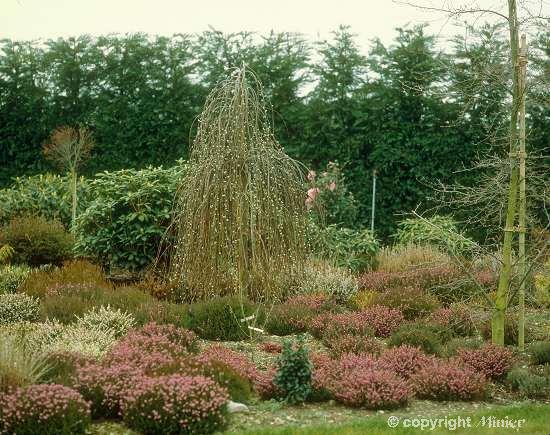 SALIX caprea Pendula