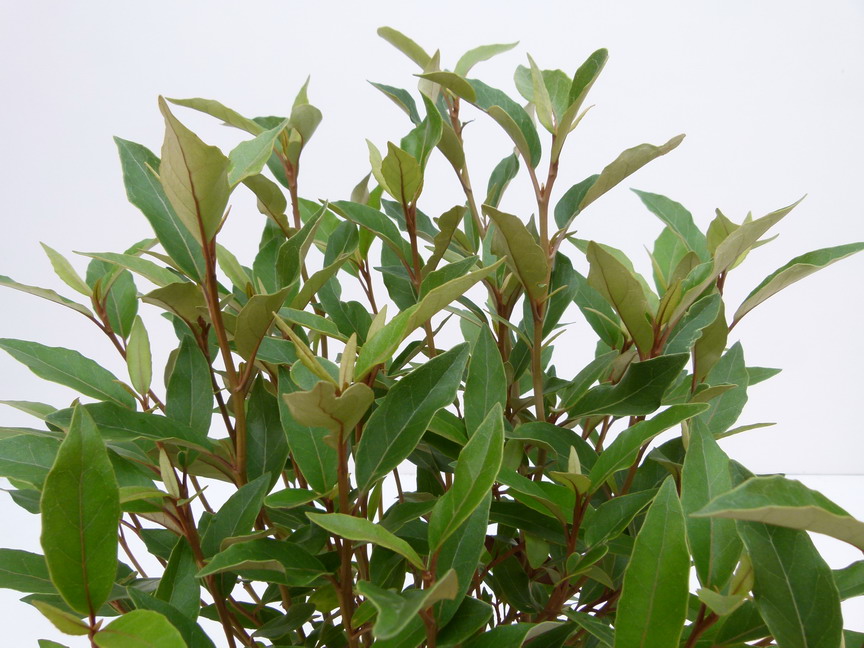 OLEARIA rani