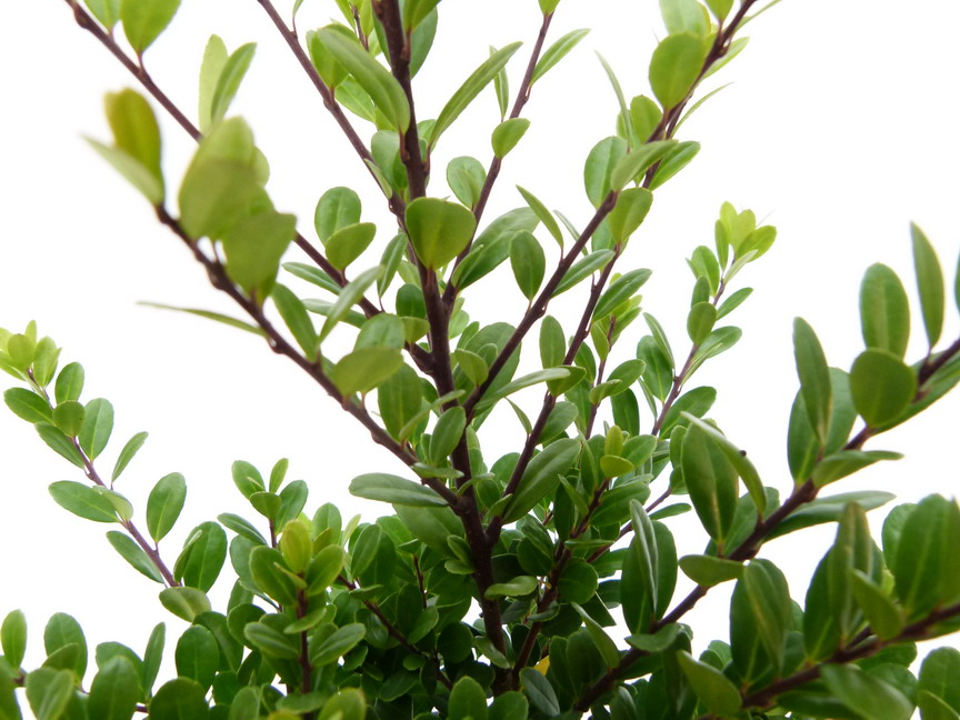 ILEX crenata Dark Green ®