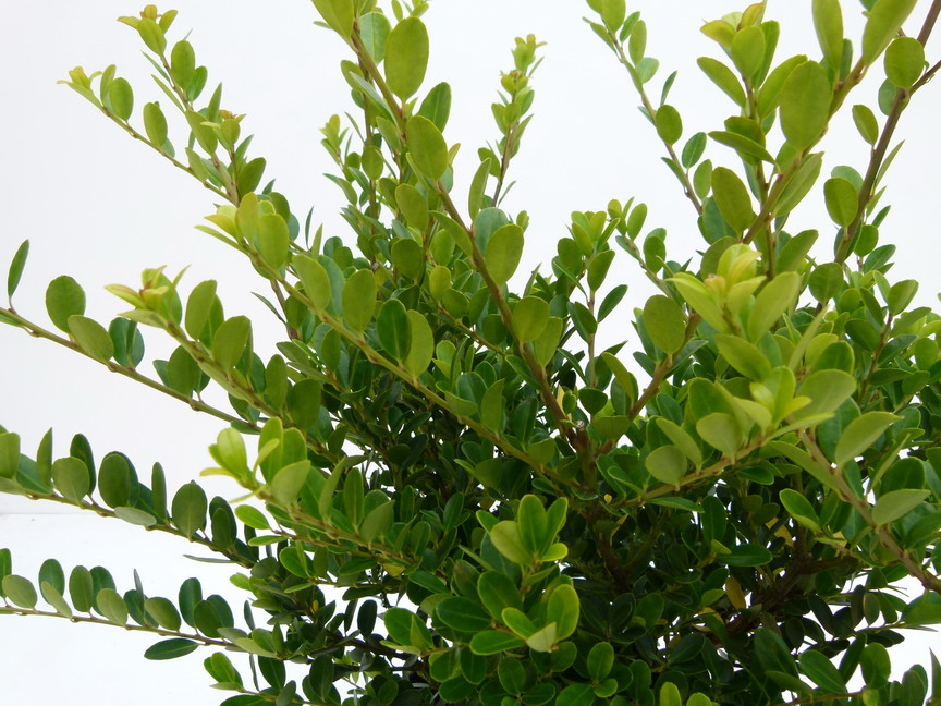 ILEX crenata Green Hedge : feuillage d'automne. Nº5656