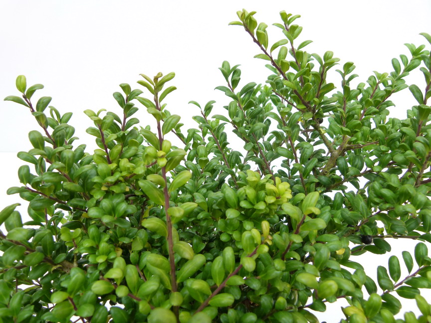 ILEX crenata Convexa