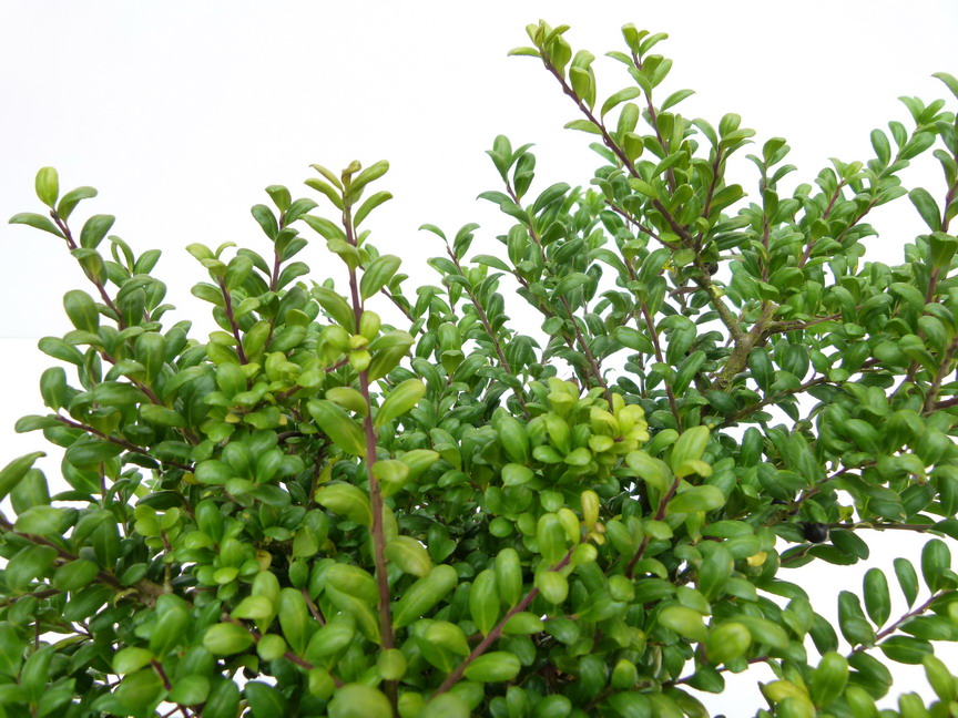 comment planter ilex crenata