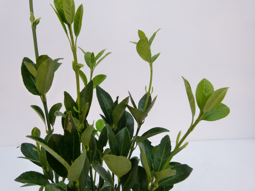 EUONYMUS japonicus Green Millenium ®