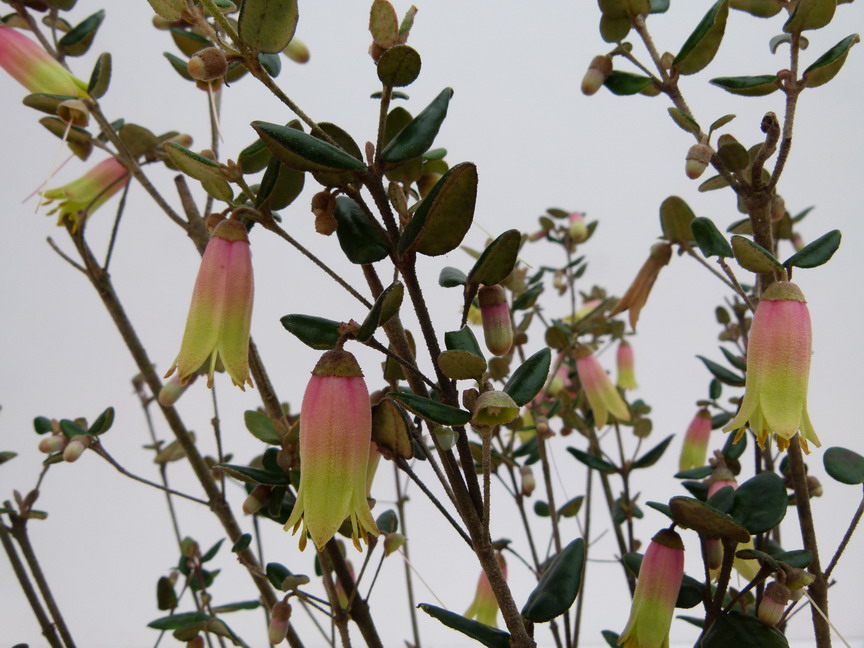 CORREA lauwrenceana Marian's Marvel