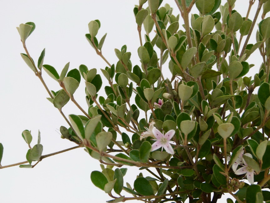 CORREA alba Rosea
