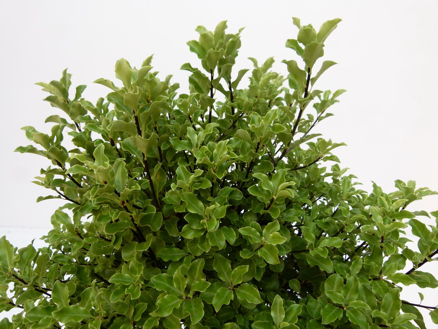PITTOSPORUM tenuifolium Emerald Dome ®