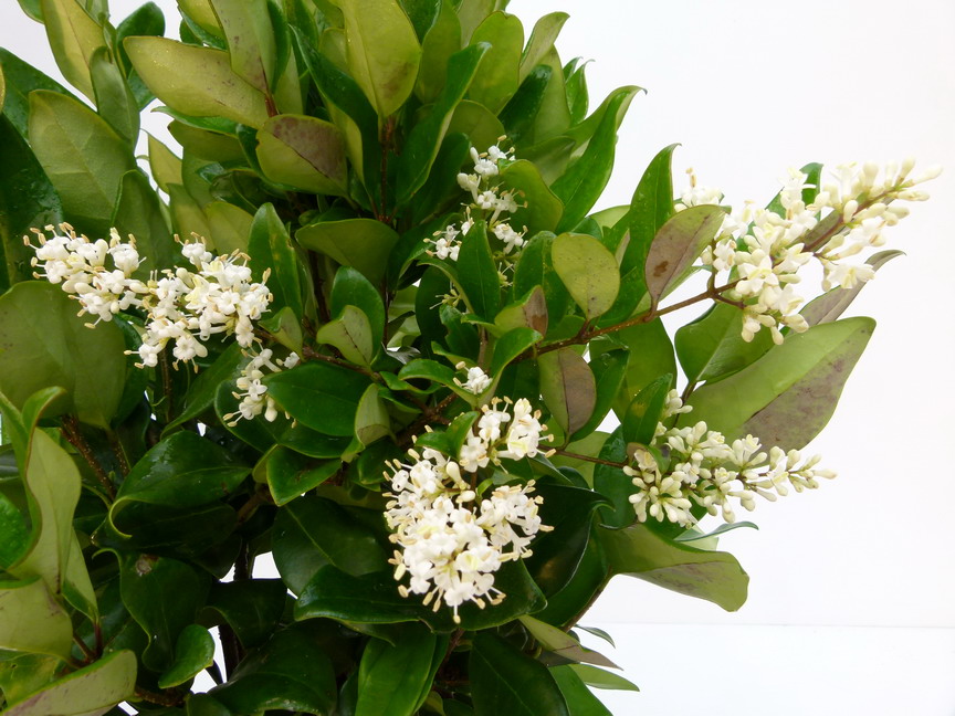 LIGUSTRUM japonicum Texanum : floraison de fin d'été. Nº5680