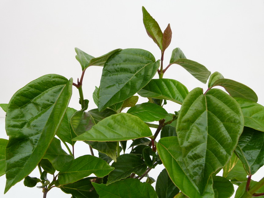 VIBURNUM japonicum