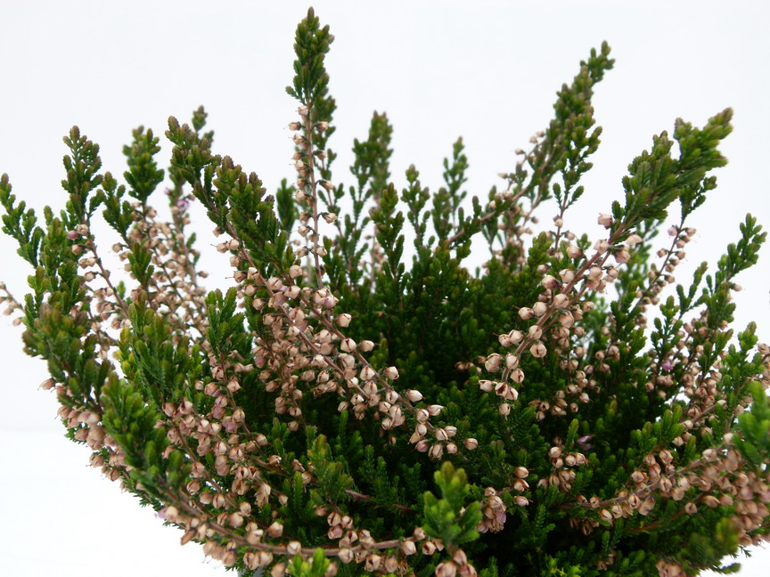 CALLUNA vulgaris Spring Torch