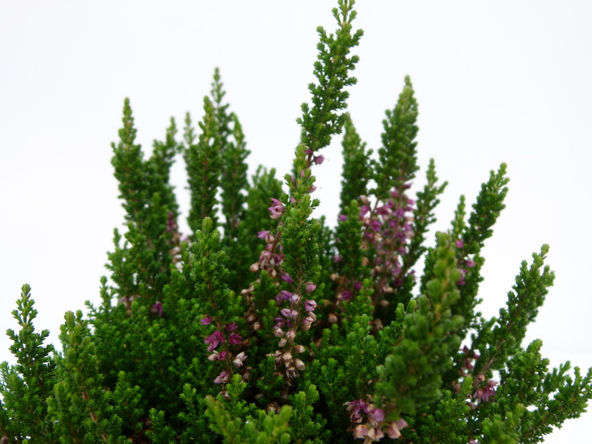 CALLUNA vulgaris Darkness