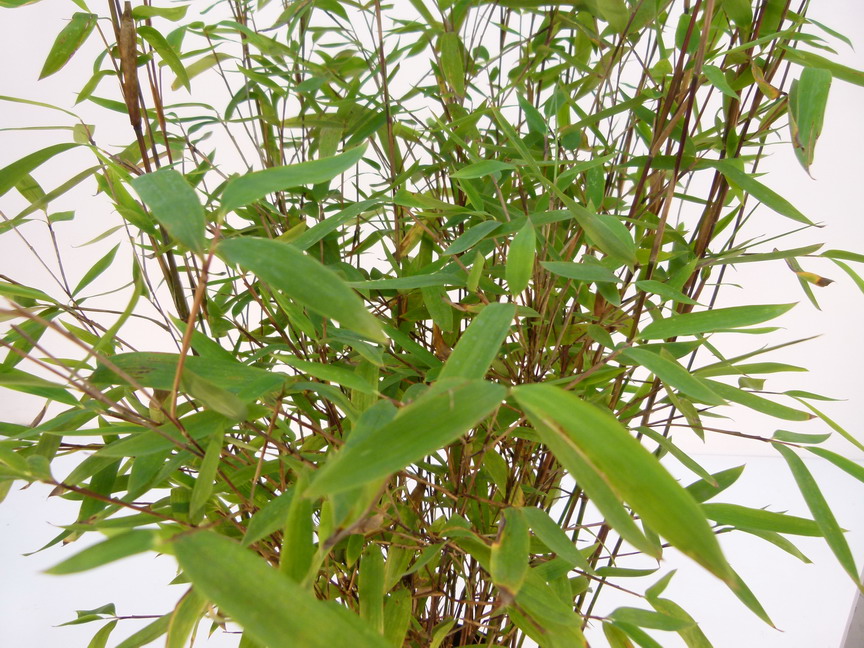 FARGESIA nitida Trifina Black