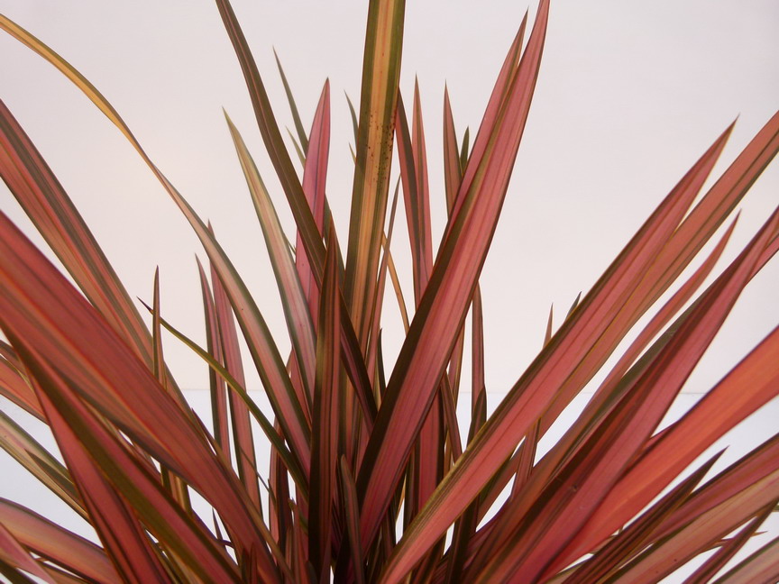 PHORMIUM tenax Rainbow Sunrise