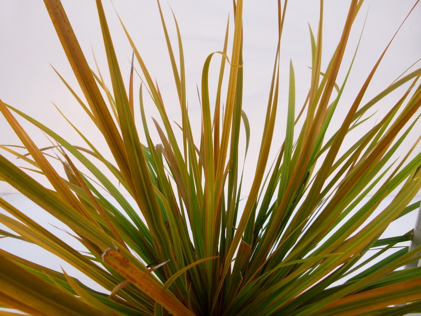 LIBERTIA ixioides