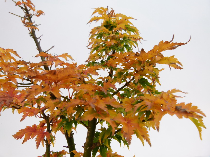 ACER palmatum Crisppsii