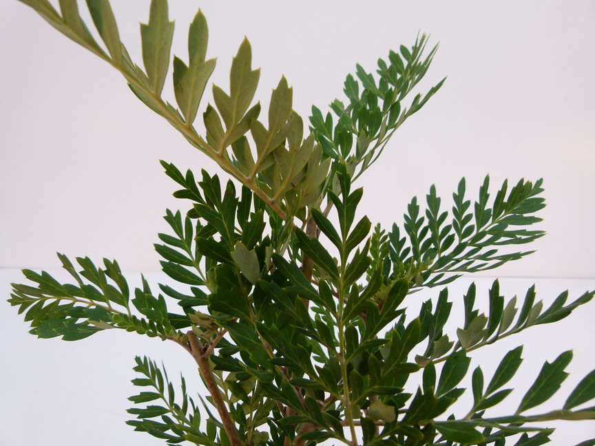 LOMATIA ferruginea