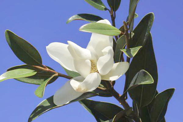 MAGNOLIA grandiflora Alta ® : floraison estivale. Crédit photo : globeplanter.com. Nº5732