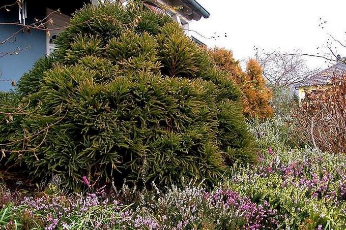 CRYPTOMERIA japonica Globosa Nana