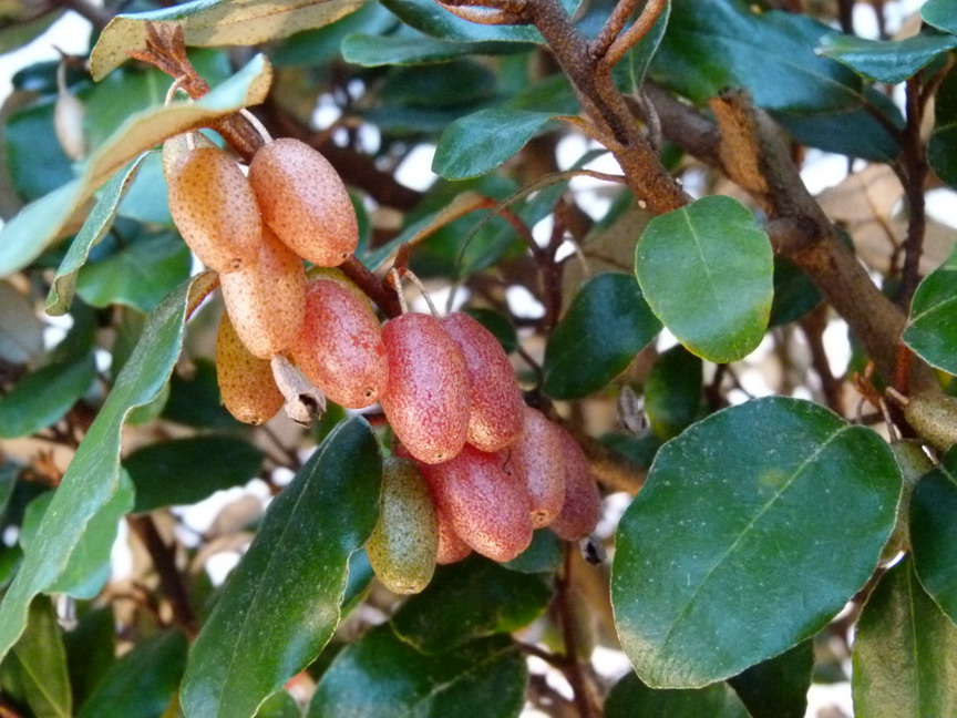 ELAEAGNUS x.ebbingei Compacta