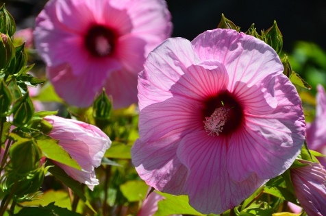 HIBISCUS moscheutos Planet Solene ®