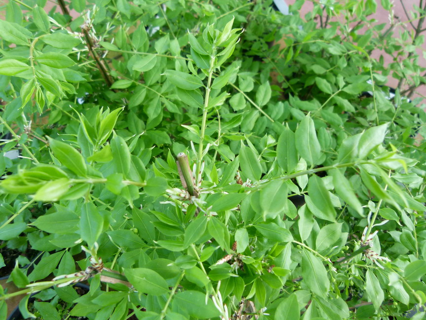 EUONYMUS alatus
