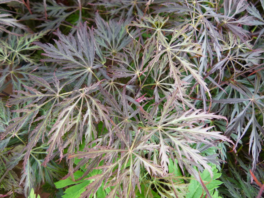 ACER palmatum Inaba-Shidare