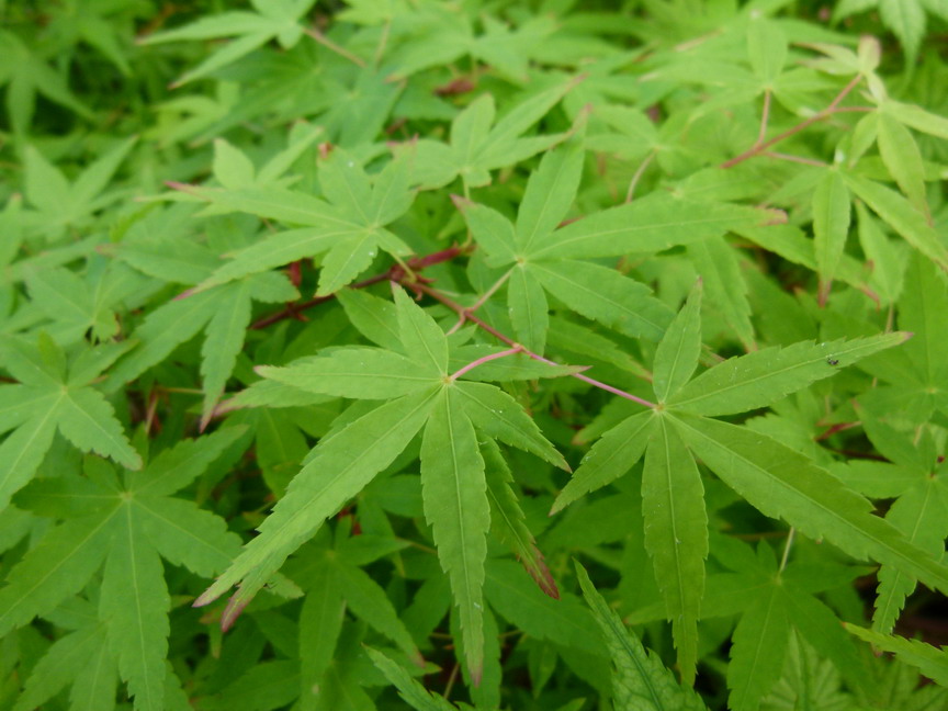 ACER palmatum Ueno Yama