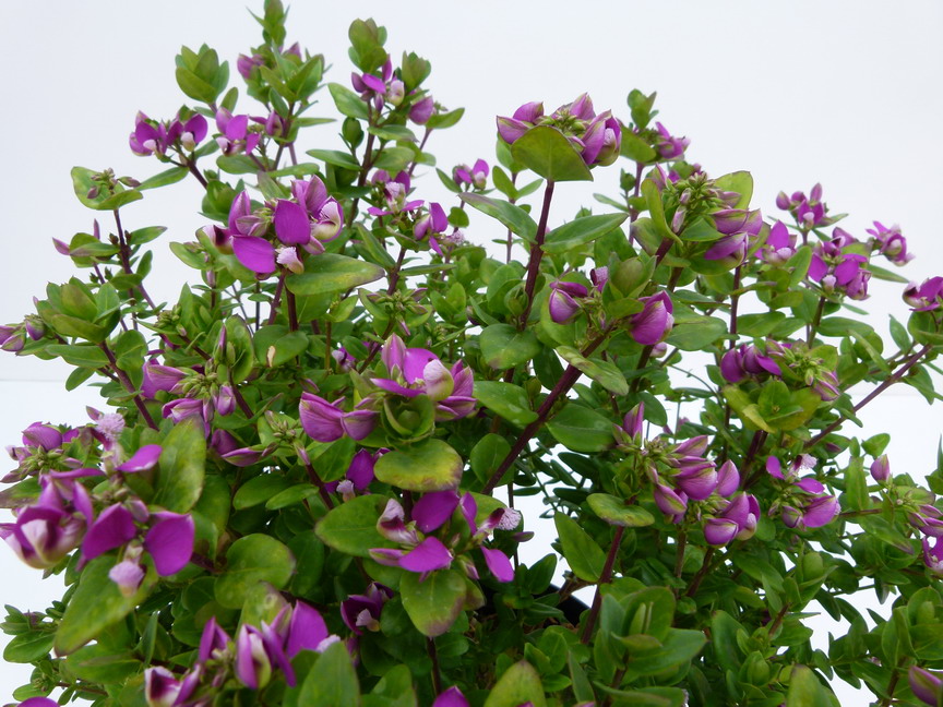 POLYGALA myrtifolia Nana
