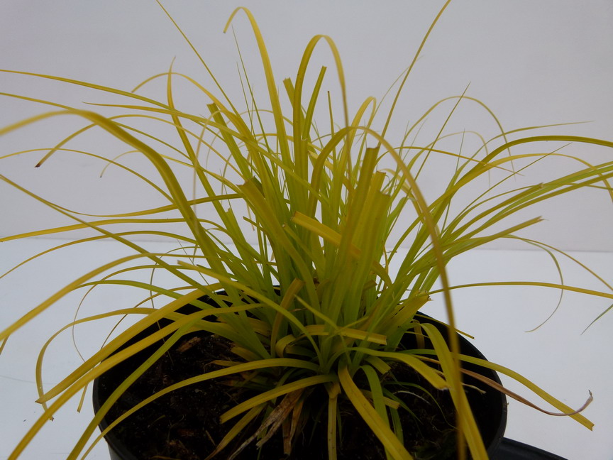 CAREX oshimensis Everillo