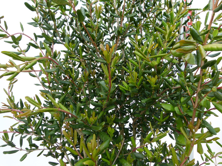 TEMU divaricatum Heaven Scent
