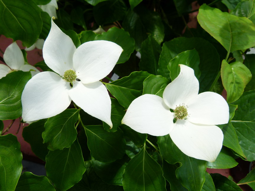 CORNUS kousa chinensis Great Star ®