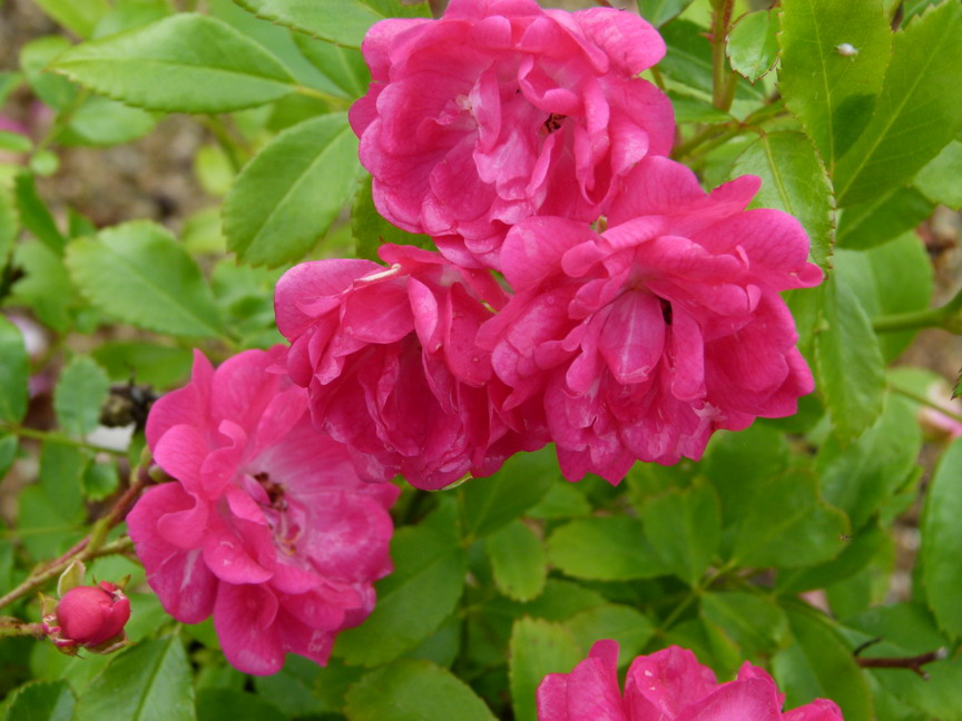 ROSA Fairy Rood : floraison estivale. Nº5783