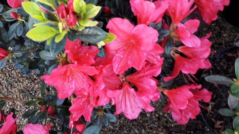 AZALEA japonaise Nico