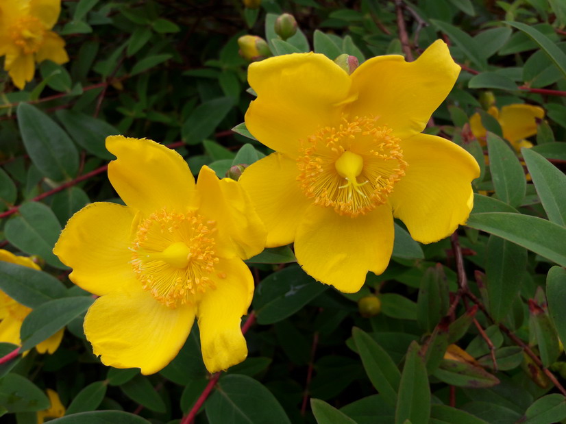HYPERICUM patulum Hidcote : floraison estivale. Nº5795