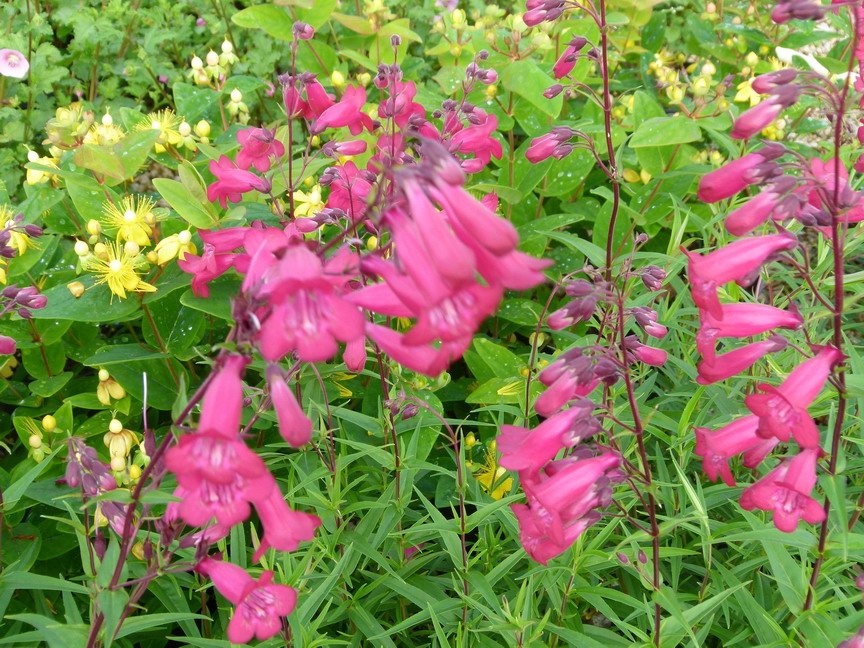 PENSTEMON Phare Rouge