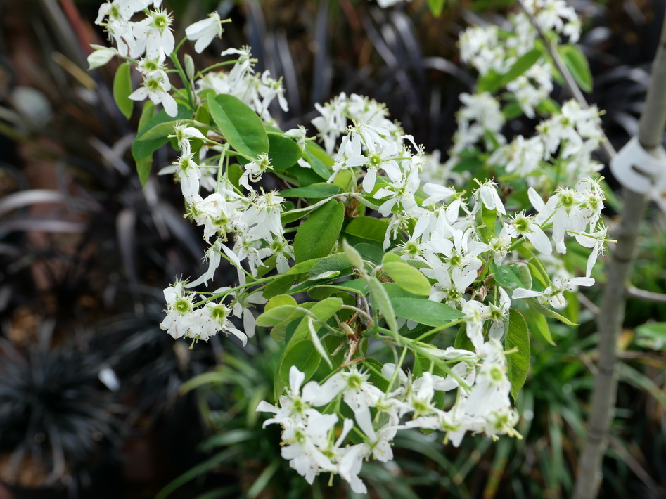 AMELANCHIER lamarckii Ballerina