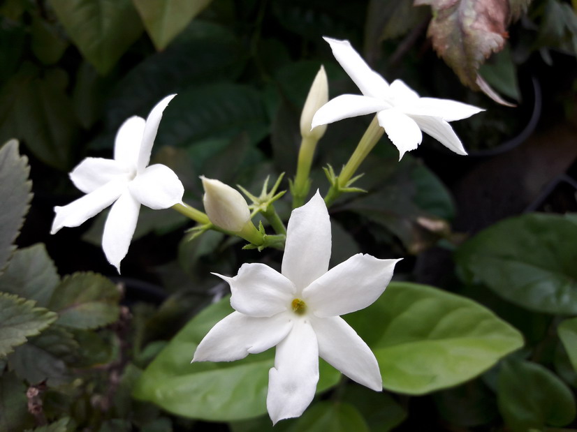 JASMINUM sambac
