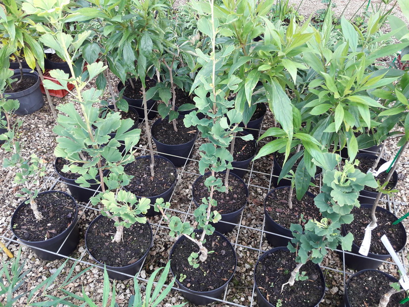 GINKGO biloba Menhir